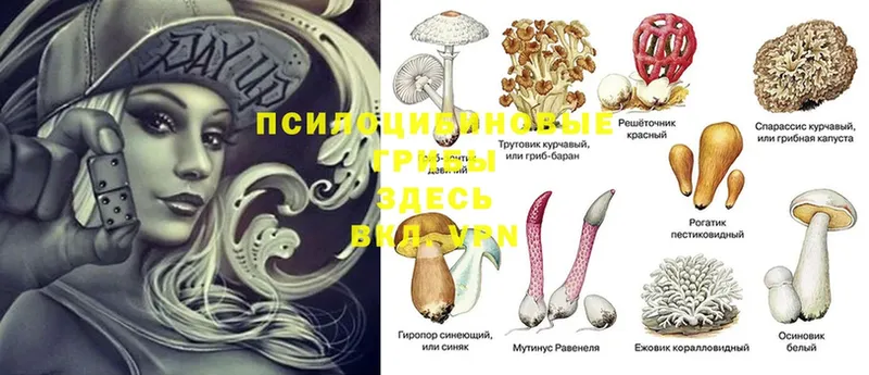 Галлюциногенные грибы Magic Shrooms  даркнет сайт  Кодинск 